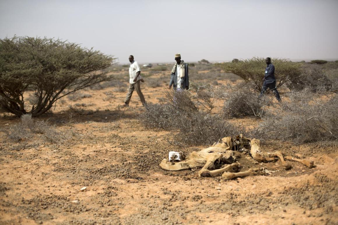 Dead camel during drought season